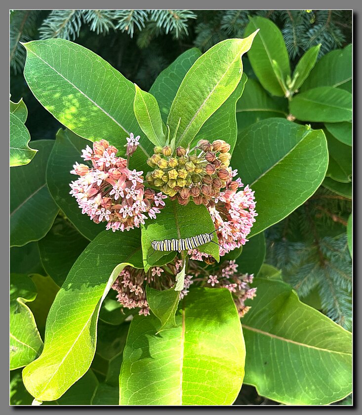 Monarch caterpiller